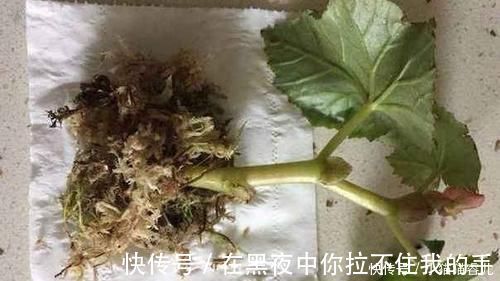 餐巾纸|家里常用的卫生纸,拿来养花原来有这奇效,大白根窜的止不住