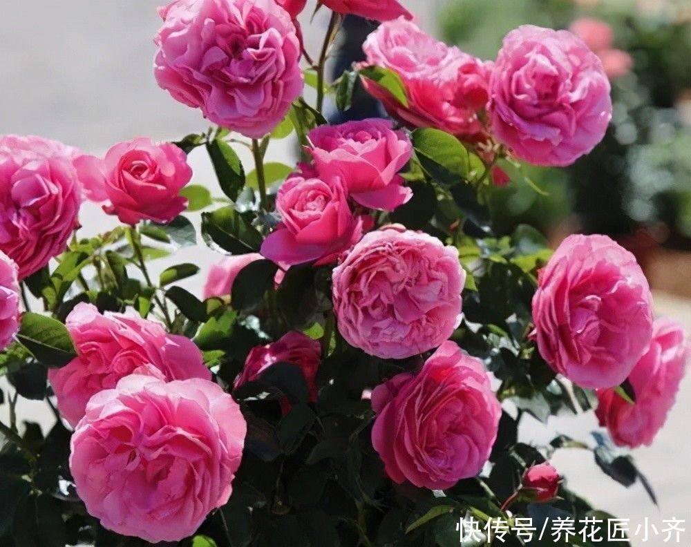 光合作用|月季叶片夏季掉光成“光杆”，不用着急，用这“四招”拯救它