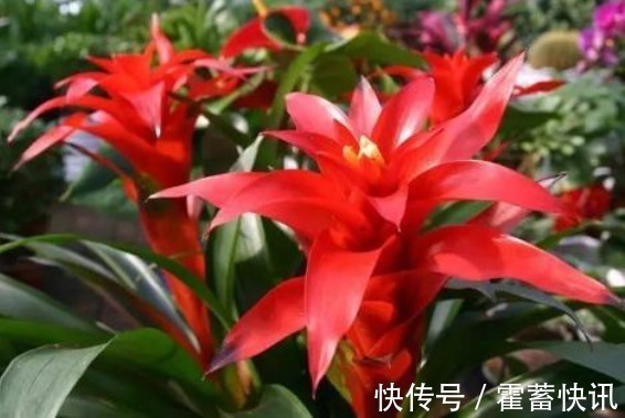 红星凤梨|“3种花”有钱人争着养,招财还招福,养得好一帆风顺,财源广进