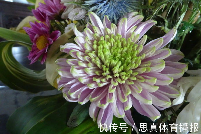 喜欢菊花,不如养盆优良名菊“红衣绿裳”,花色艳丽,高贵典雅!