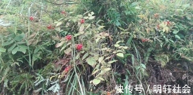 刺泡|农村没人吃的果子,城里人想吃都买不到,好吃又是慢性肝炎福音