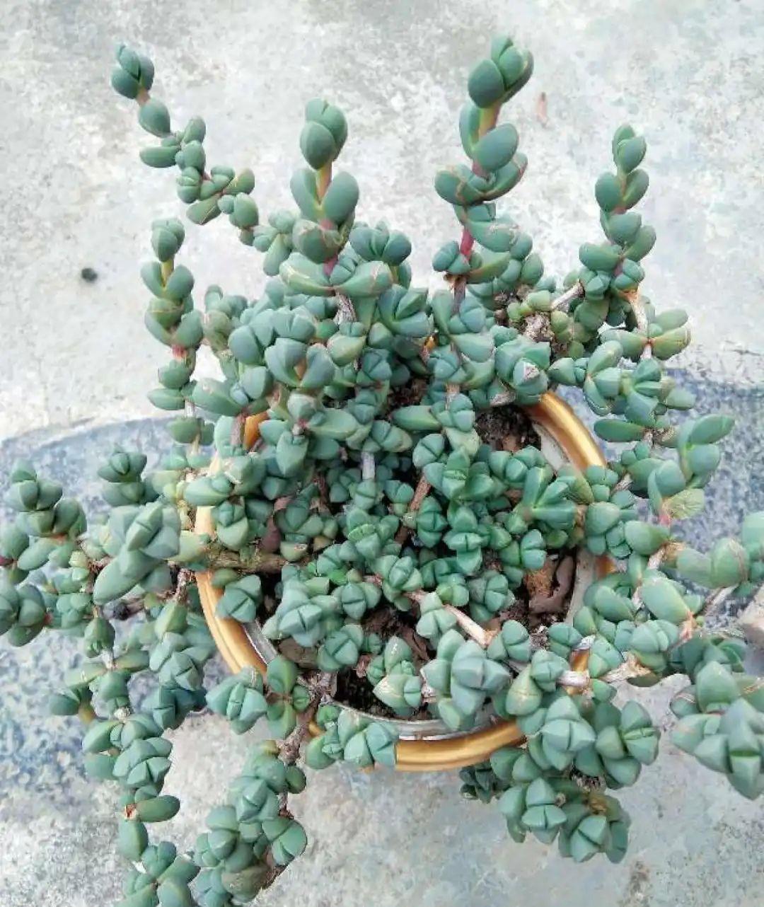 多肉盆栽:懒人必养的几种多肉,1盆轻松变10盆,越养越上瘾