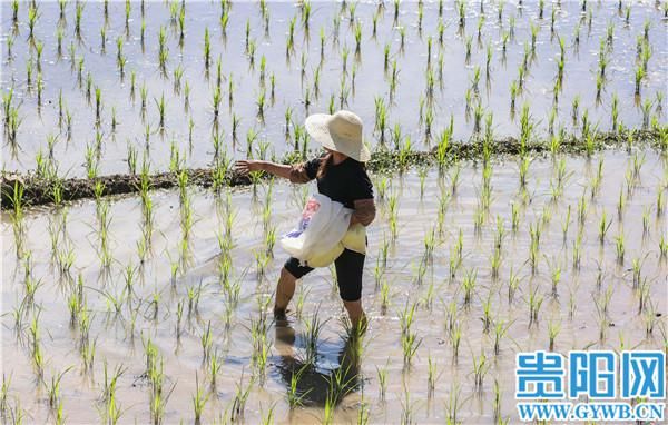 芒种|贵阳乌当区李资村：芒种时节，不误农时