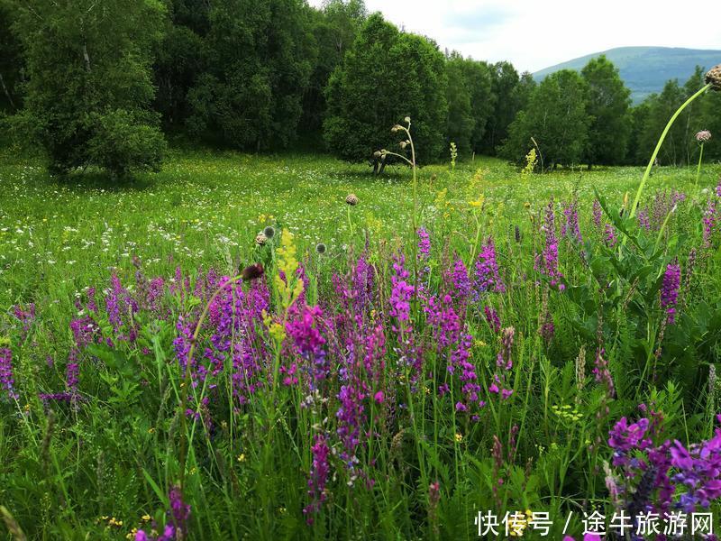 美丽的锡林郭勒大草原，最纯正的蒙元文化，最原始的游牧牧场