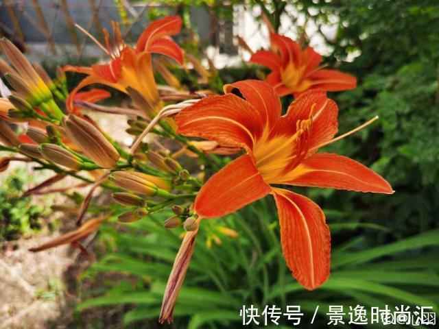 乌头|门口的果子像“龙葵”,赶紧要拔掉、千万别吃,会中毒