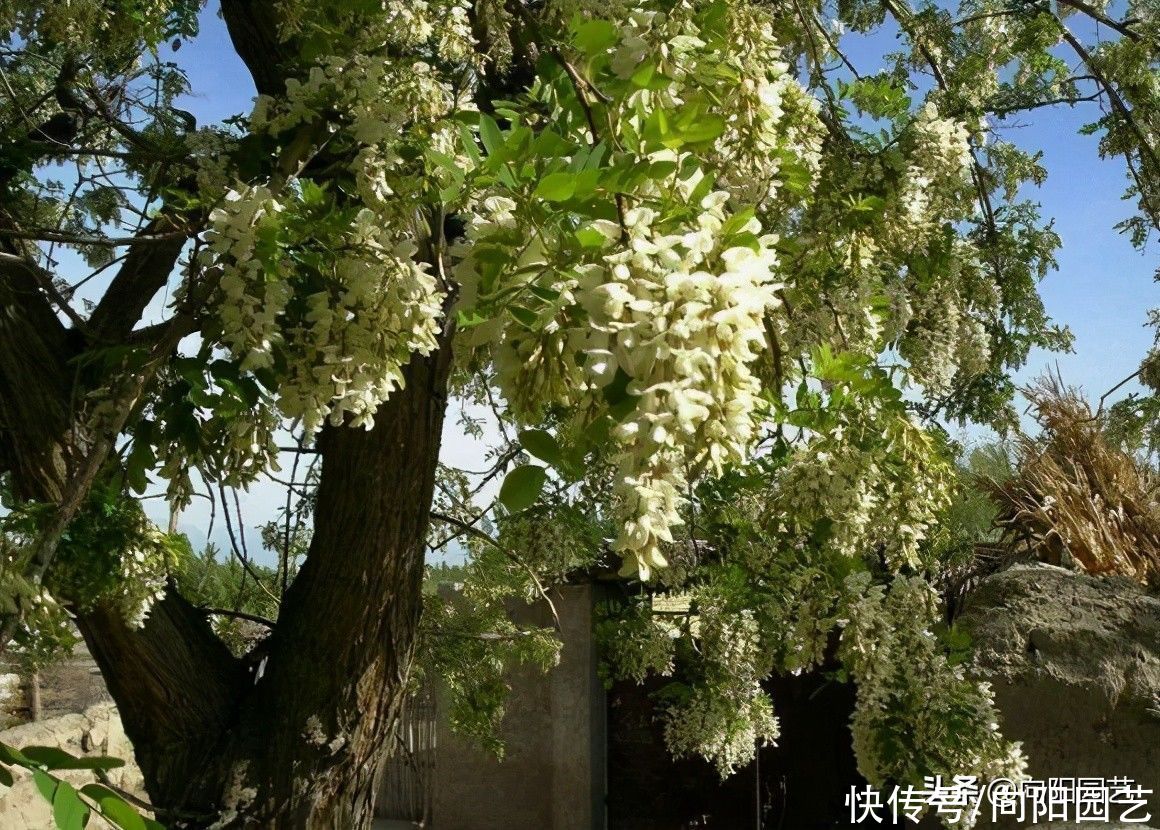 槐树芽不能吃，槐树花可以吃，不要盲目食用野草，危害很大