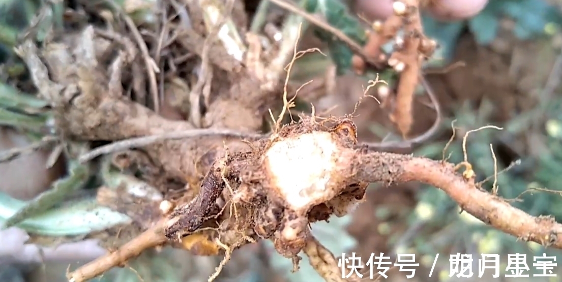 地黄|李时珍说它“服之面如桃花,轻身不老”,路边常有却少人识