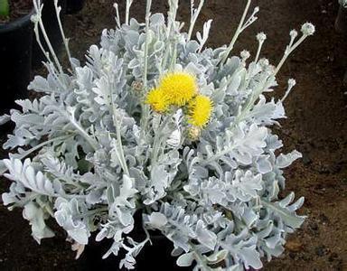 此花|此花是散落在草丛中银色的铠甲,在烈日照耀下闪闪发光,威严壮丽