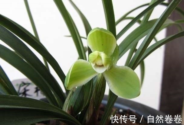 买的兰花烂根空根多，上盆能养活吗？退货太麻烦了