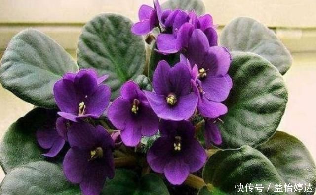 阳台|这3种花好漂亮,四季开花倾国倾城,好养花量大,美爆阳台变成花园