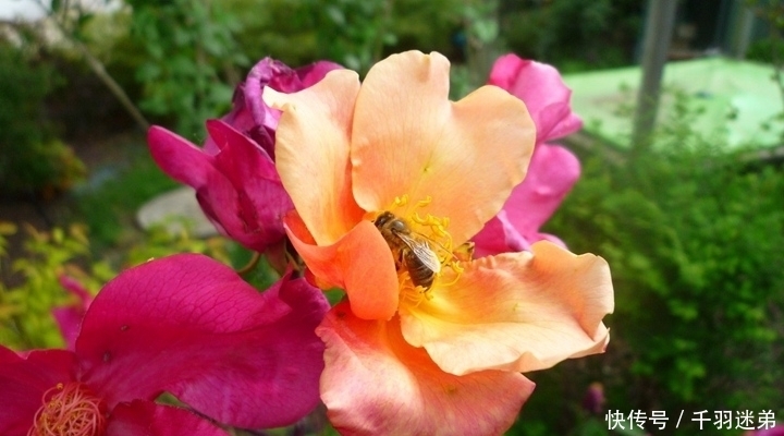 关键|婆婆养月季只选一种,好养抗性强,关键“爱”开花,比养欧月实在