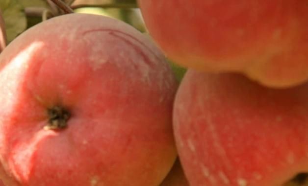 若想遠離糖尿病,4種常見食物餐桌上敞開吃,或助你慢慢穩定血糖