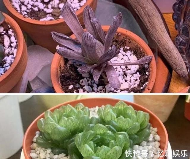 快枯死的绿植在大神手下起死回生,对比图超治愈又励志哇