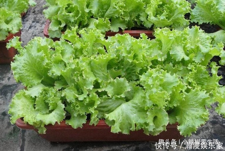 生菜|阳台别再只养花了,这4种蔬菜盆栽,不仅好看,还能吃又健康