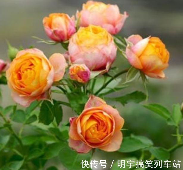 超好养的“4种花”，人人都喜欢，花朵烂漫迷人，美爆了