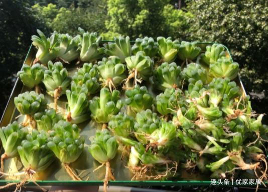 养1年的玉露群生，盆内显得太挤，狠心将其拆了，结果成玉露大户