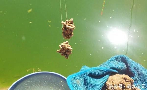 野钓大鱼用饵技巧,对比蘸米钓和麻团钓,用这几招,小鱼群钓大鱼