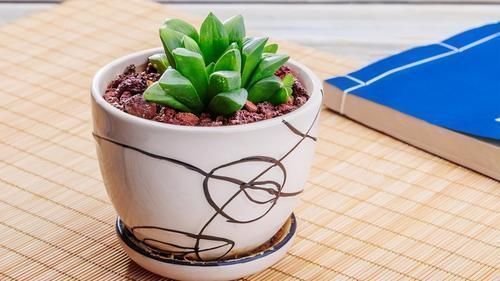 小诀窍|养花的9个小诀窍,养花时,使用这些诀窍,帮助你成为养花高手