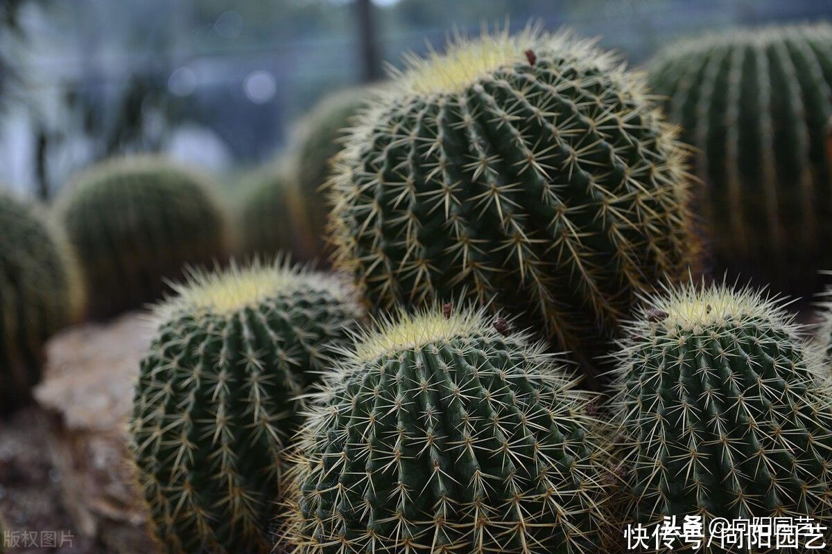 老家院子的仙人球，1年没浇水，活得好好的，花盆都长满了