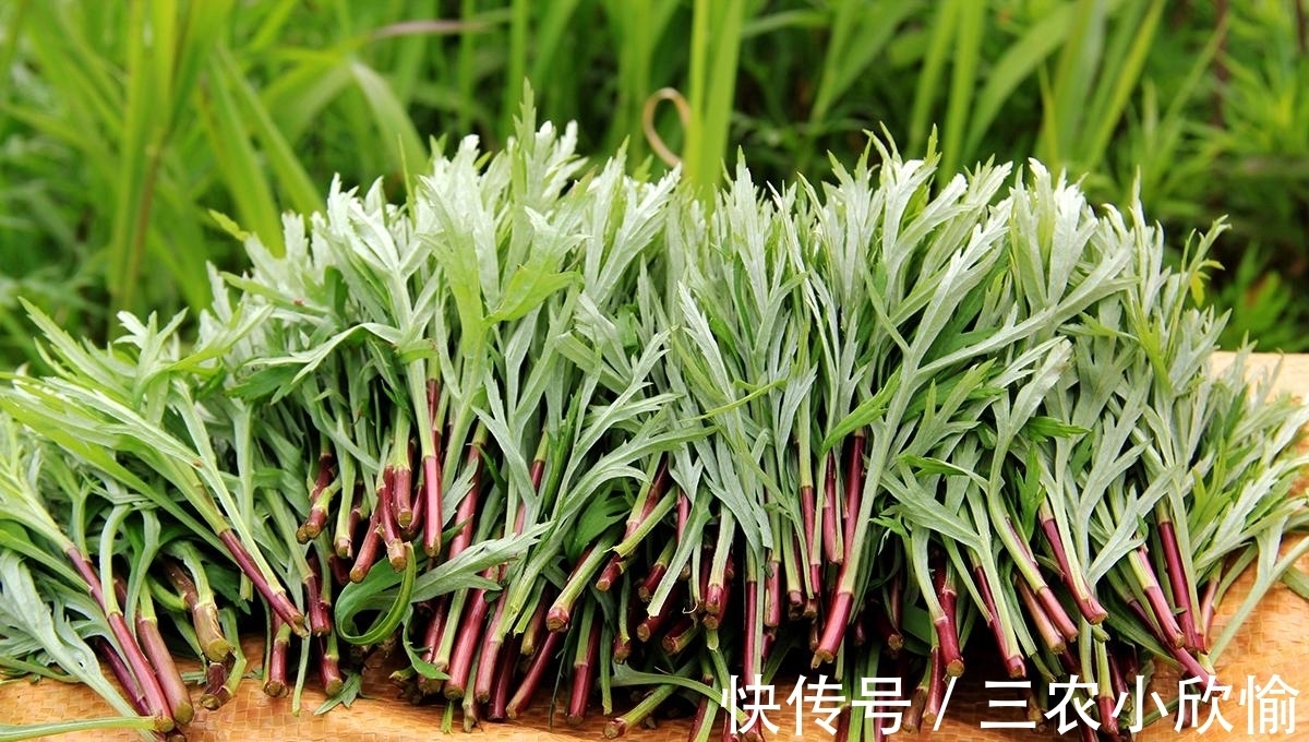 回家|长在水边的“艾草”,见到请摘一把回家,营养好,炒腊肉是一绝