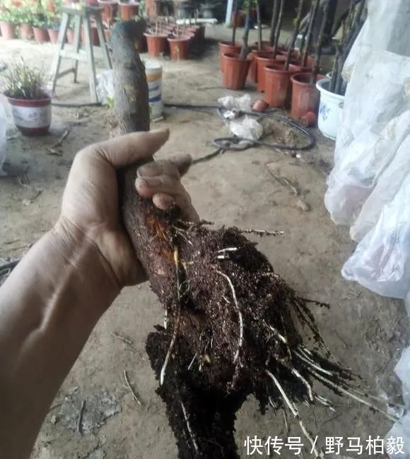 这2种大粗杆插土里，2周能生根，成活后还可以做成盆景造型