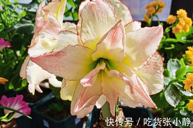 5种漂亮花,天冷多晒晒,越晒长得越健壮,花开得又多又大