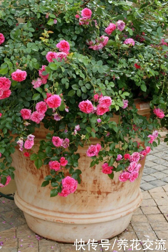 指南|盆栽月季度夏指南，夏季预防病虫害和促花技巧