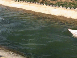 |搞笑GIF:当时就吓懵了 不是说好的只是洗澡吗