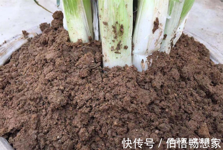 白菜|原来保存大葱一点也不难，不烂不空心，放半年不坏，冬天随吃随取