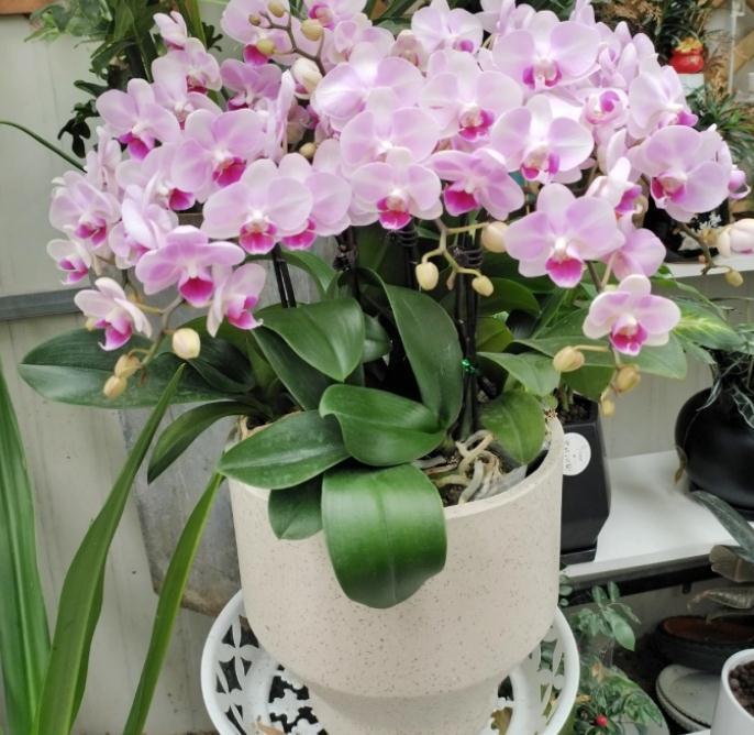 养蝴蝶兰,花谢后按这要求操作,开花就不是“一次性的”