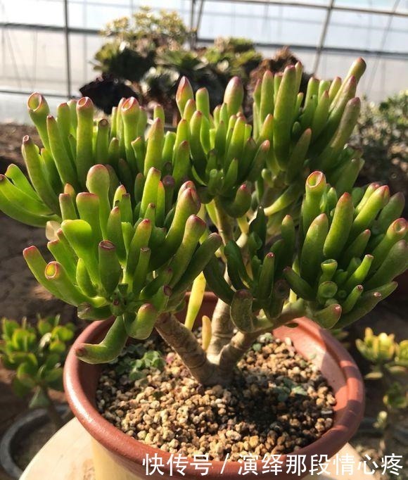 7元买的吸财树,养出“上千头”,老桩胳膊粗,比“珊瑚”还好看!