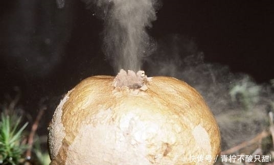 馒头|这样的“大馒头”长在土里,压一下还会冒烟,专家高价回收!