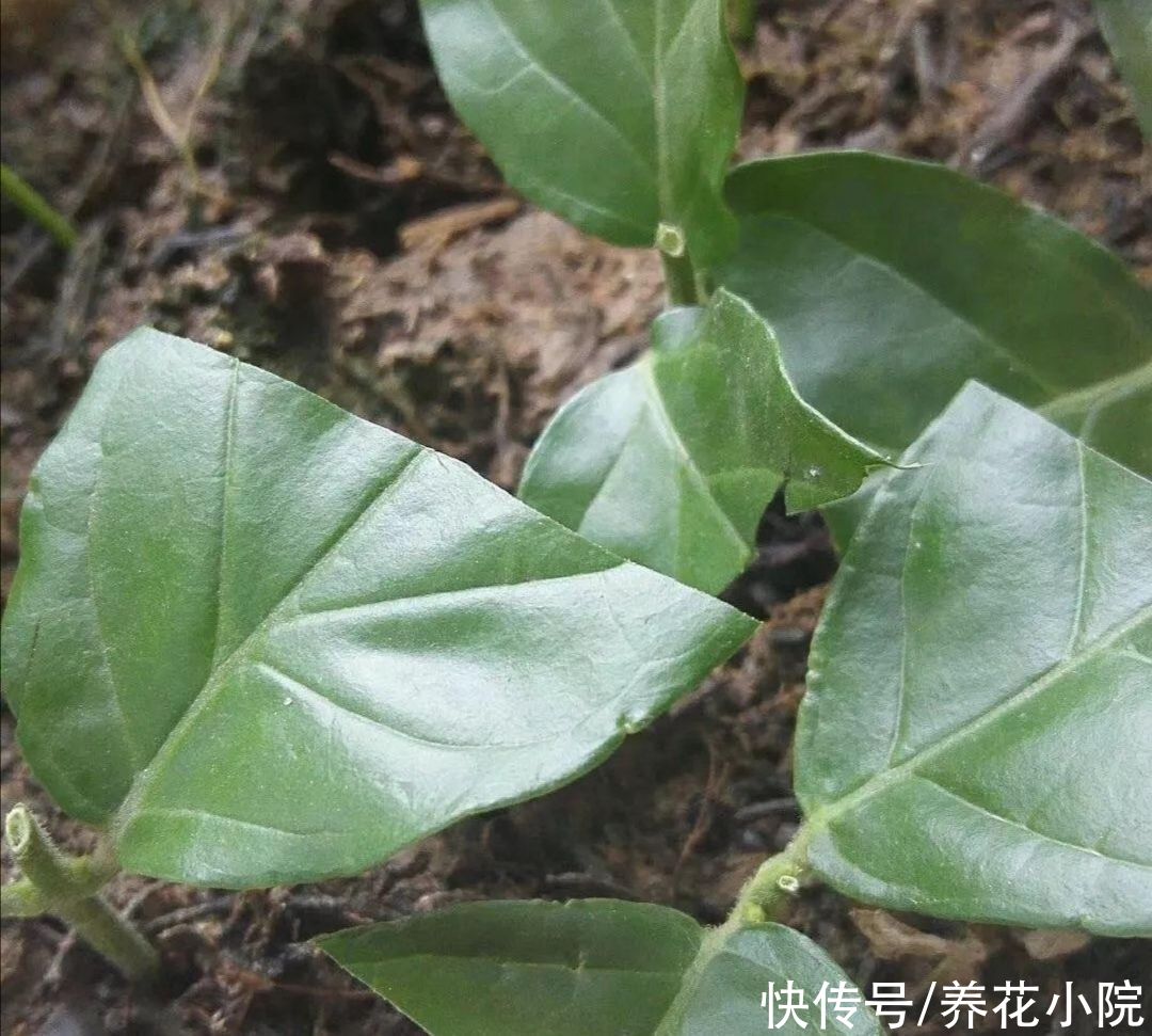 5种花不用买，1根枝条就能扦插，成活率高