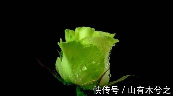 8月，桃花飘散，遇见挚爱，幸福相守，展望未来，双宿双栖伴一生