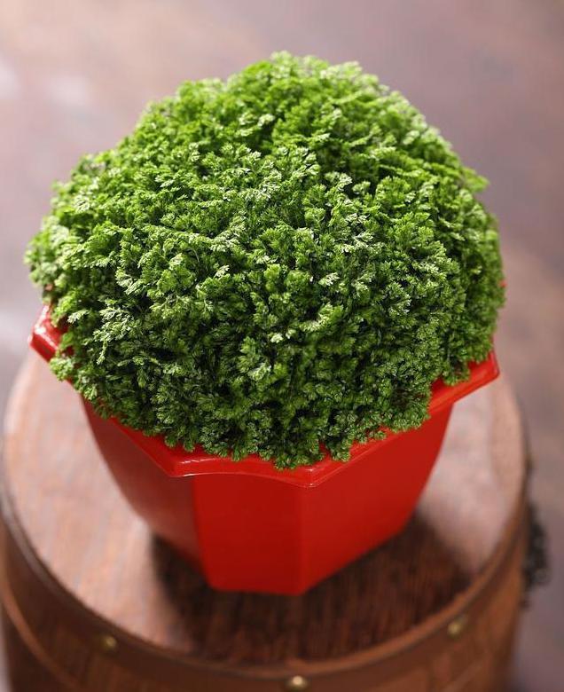 养花要用“杀菌剂”，这3种就很好用，家家都有，效果比多菌灵强