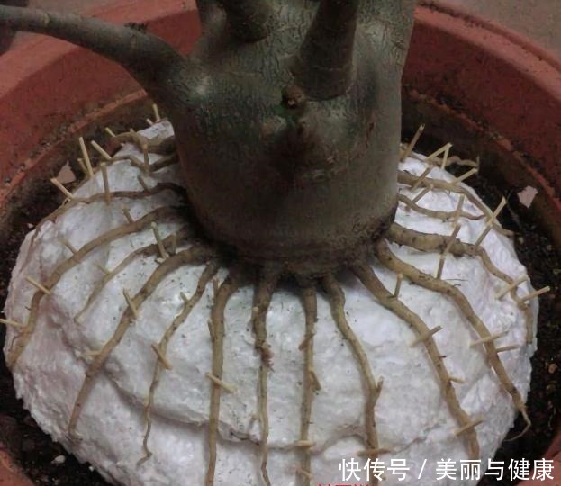 沙漠玫瑰“八爪根”完整教程,自己在家就能做,2年后价值翻几倍!