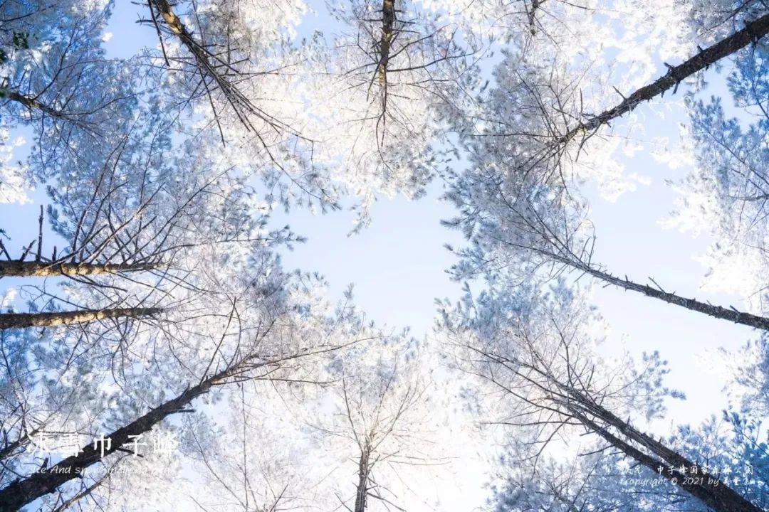 庆元县|不是初雪，胜似初雪，庆元雾凇，宛若仙境！