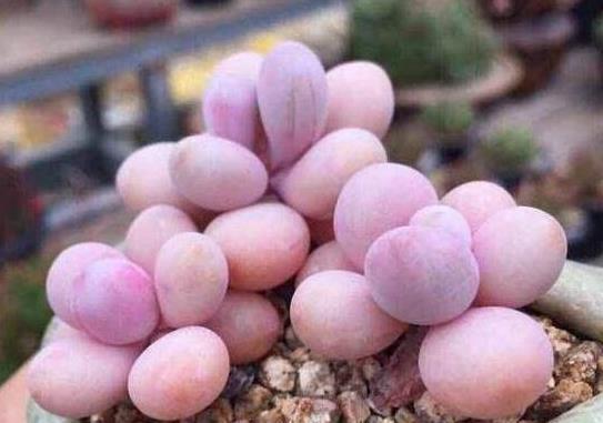 泥炭土|多肉植物桃蛋如何变得圆润胖嘟嘟,粉嫩有光泽,教你3招轻松爆盆