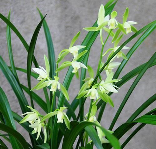 兰花|出芽率“最高”的兰花,花苞又大又香,花色珍贵,新手也能养好