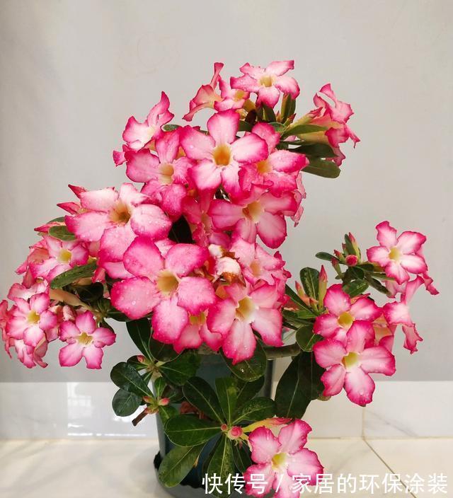 花友|哪些花不怕渴?这些花耐旱能力一流,适合“懒人”花友养!