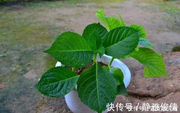 现在扦插此4种花,一周就长芽生根,一棵变多棵,成养花大户了