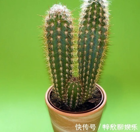 这3种绿植好看又耐活，寓意“招财接福”，养在家里还能“镇宅”