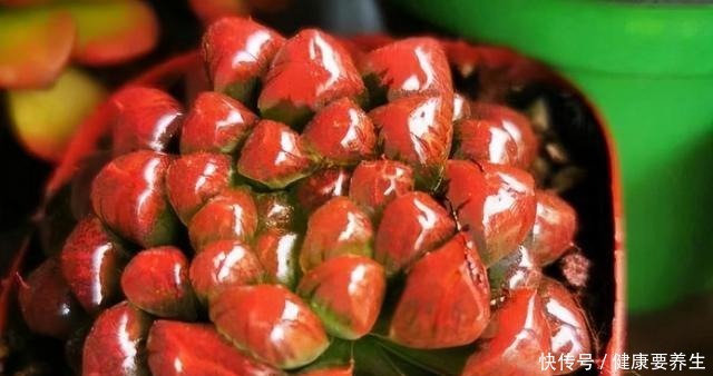 进入“黑名单”的多肉,便宜也不买,“坑”人没商量!