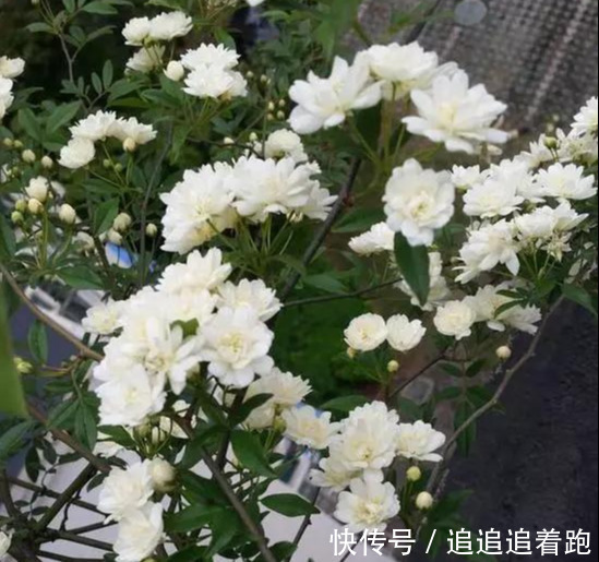 还在养吊兰3种花剪根枝,插土里就能活,半年成花墙,太惊艳了