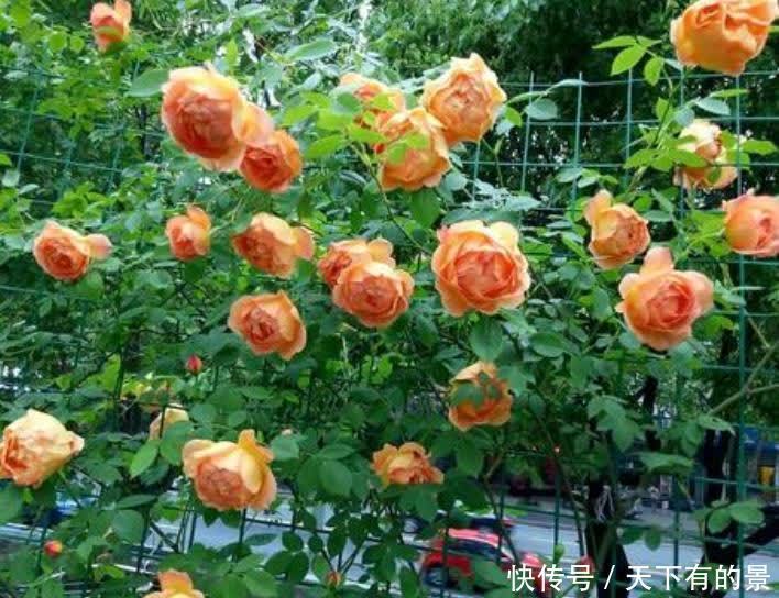 建议爱花人:院子不要空着,栽满花,美成花海,羡煞旁人