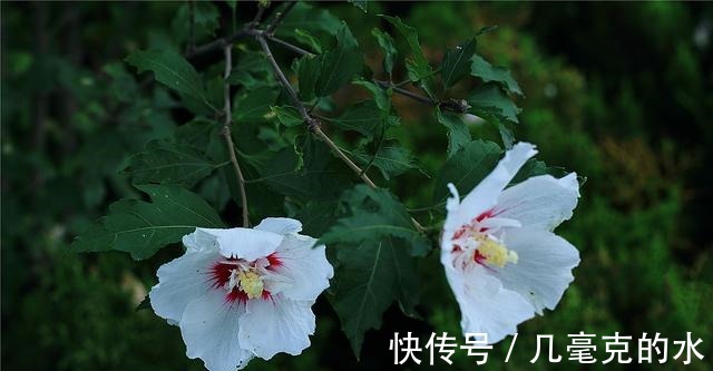 人养花,花亦养人!8种能“吃”的花,漂亮又美味,建议养一盆!