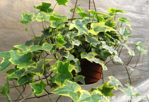 家人|适合盆栽的4种“吸毒花”，让病菌无所遁形，保护家人的健康花