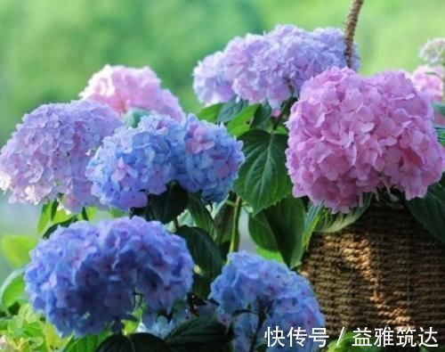 凤仙花性|3种花“超好养”，不怕冷、不怕热，开花漂亮花期长！