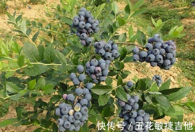 养1盆“耐寒”果树,枝头结满“蓝果子”,年年都能摘鲜甜水果!