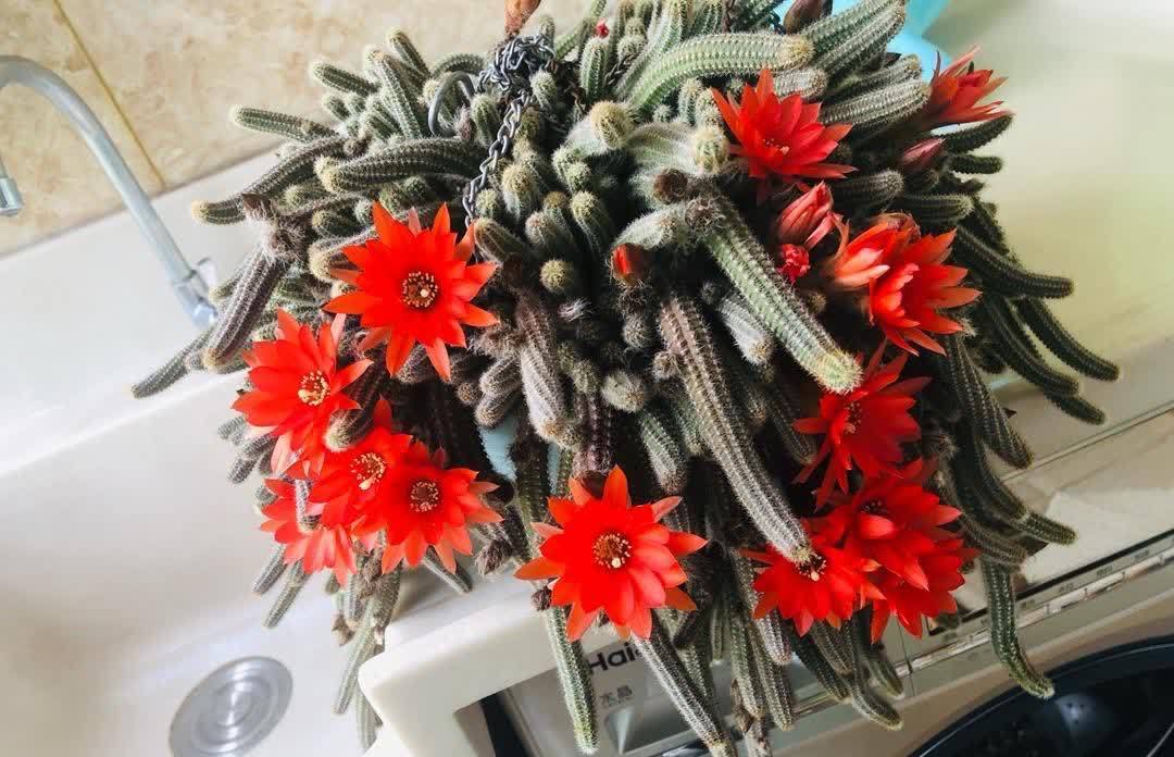 白檀怎么养?做好几点,每年都开出火红火红的花